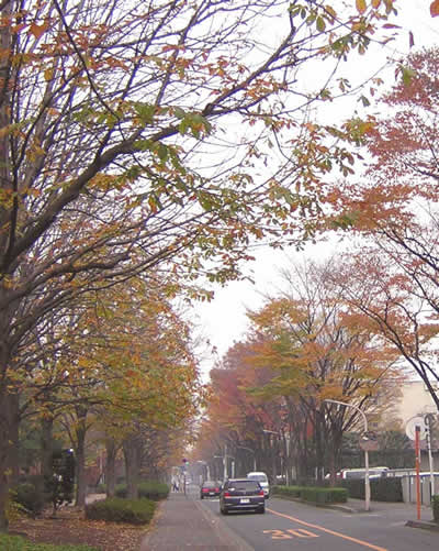 近くの公園
